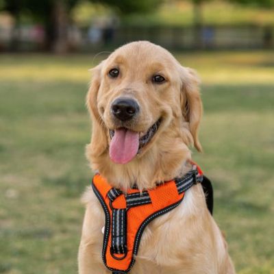 Harnesses