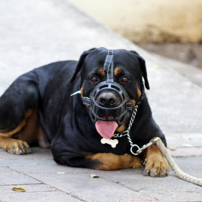 Muzzles