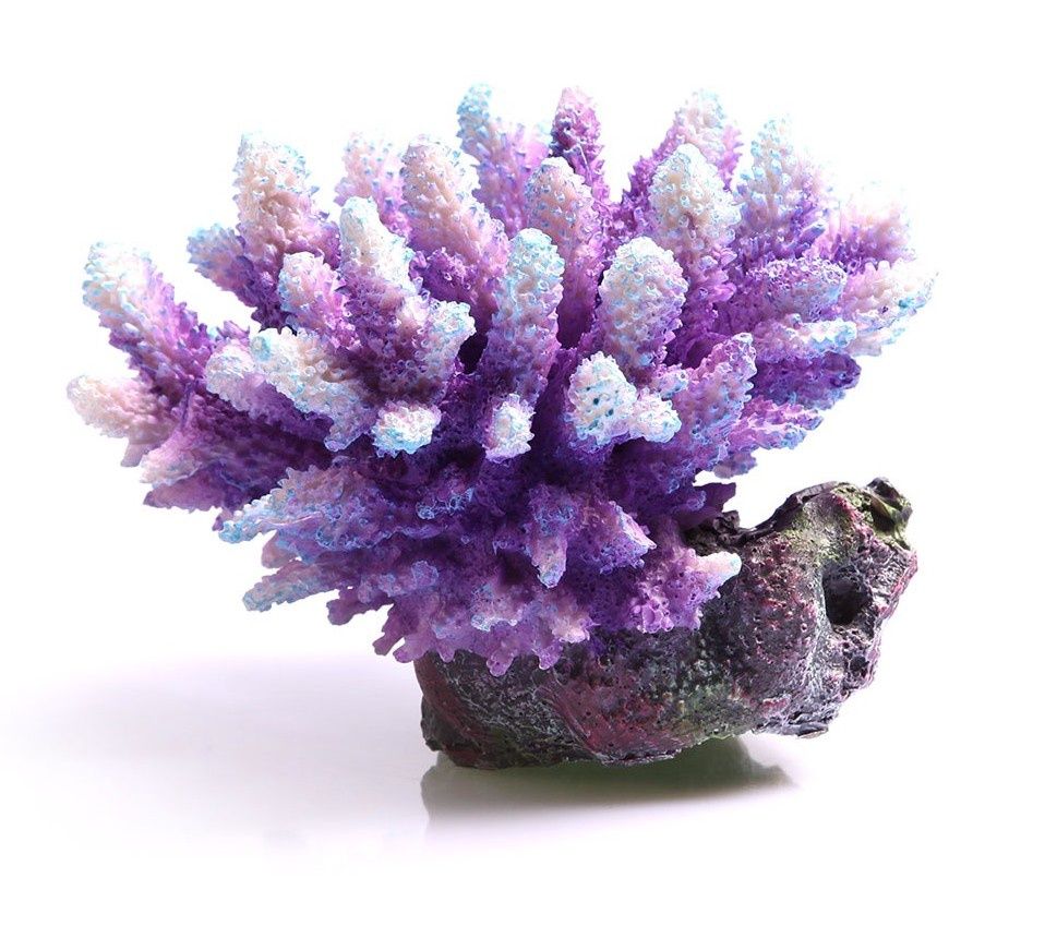 Copi Coral Acropora Purple/Aqua
