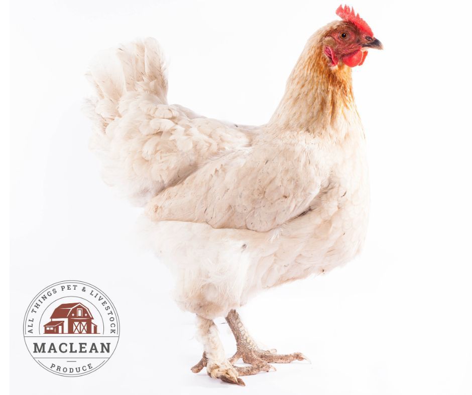 Point of Lay Hens, Colour: White
