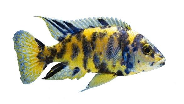 Assorted Peacock Cichlid