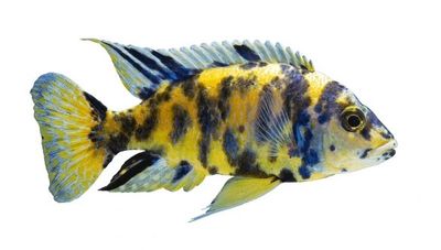 Assorted Peacock Cichlid