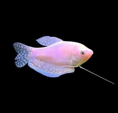 Platinum Gourami