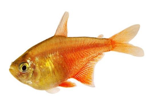 Flame Tetra