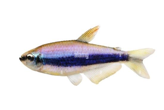 Blue Emperor Tetra