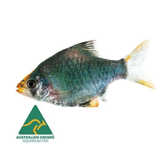 Moss Green Tiger Barb