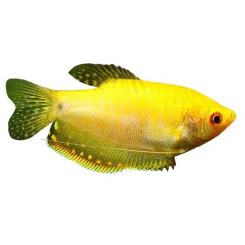 Silver Laced Opal Gold Gourami