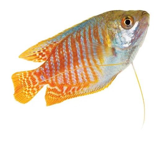 Dwarf Blue Neon Gourami