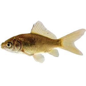 Uncoloured Goldfish Feeders
