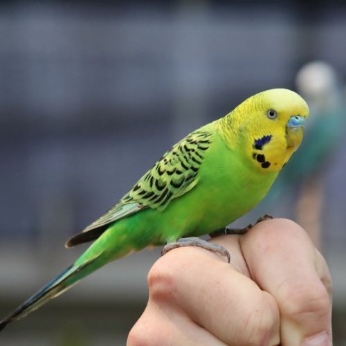 Baby Budgies
