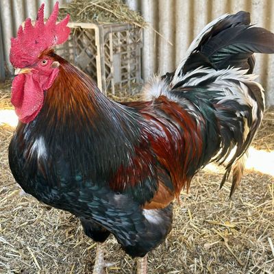 Large Breed Rooster Rehoming at Maclean Produce