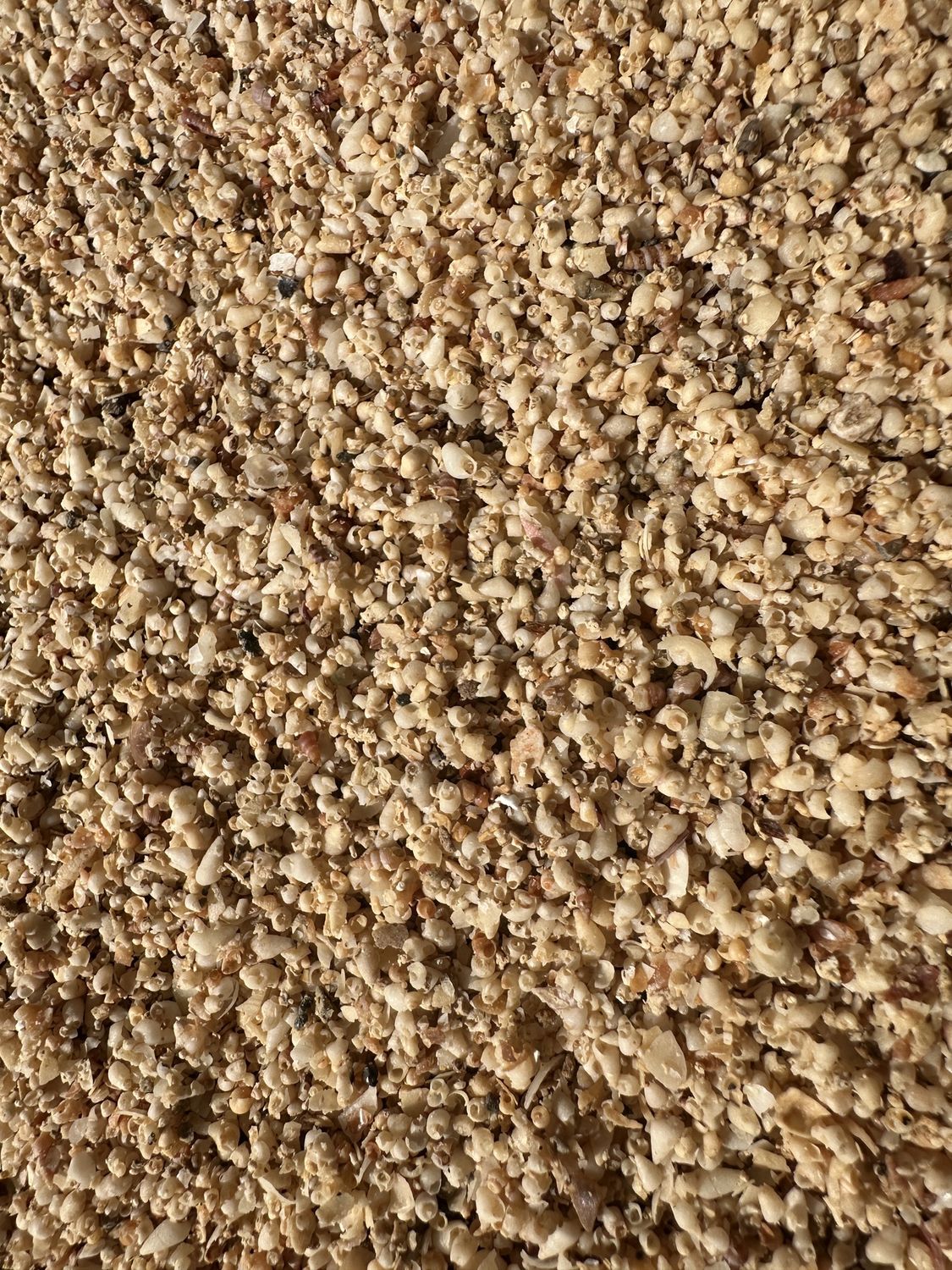Fine Shell Grit, Quantity: 1kg