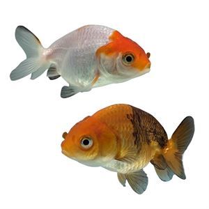 Ranchu Calico Goldfish