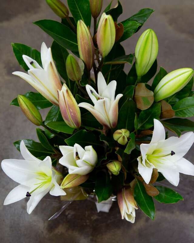 Lilies