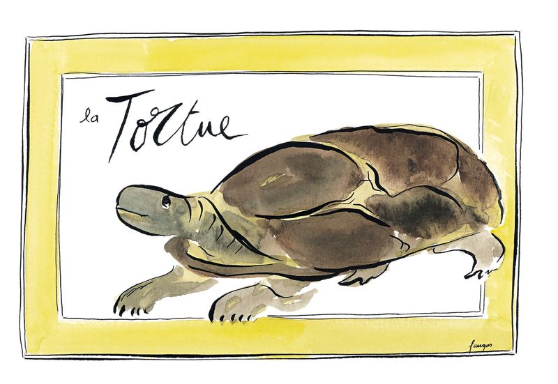 Animals Children's Bedroom Turtle