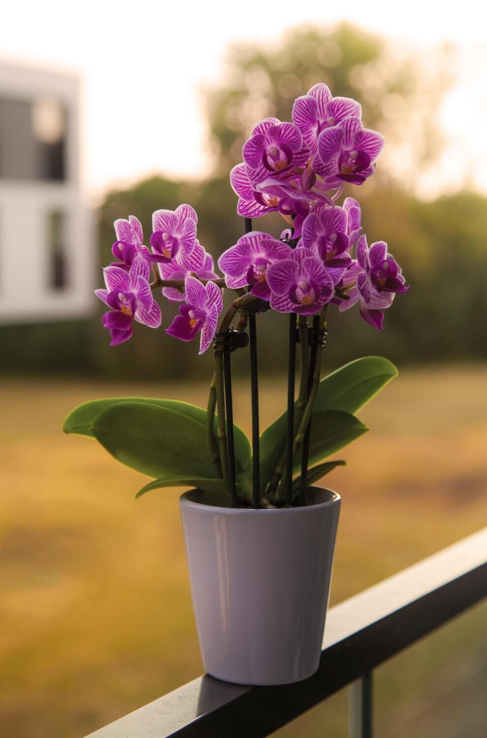 Designer’s Choice 4&quot; Orchid
