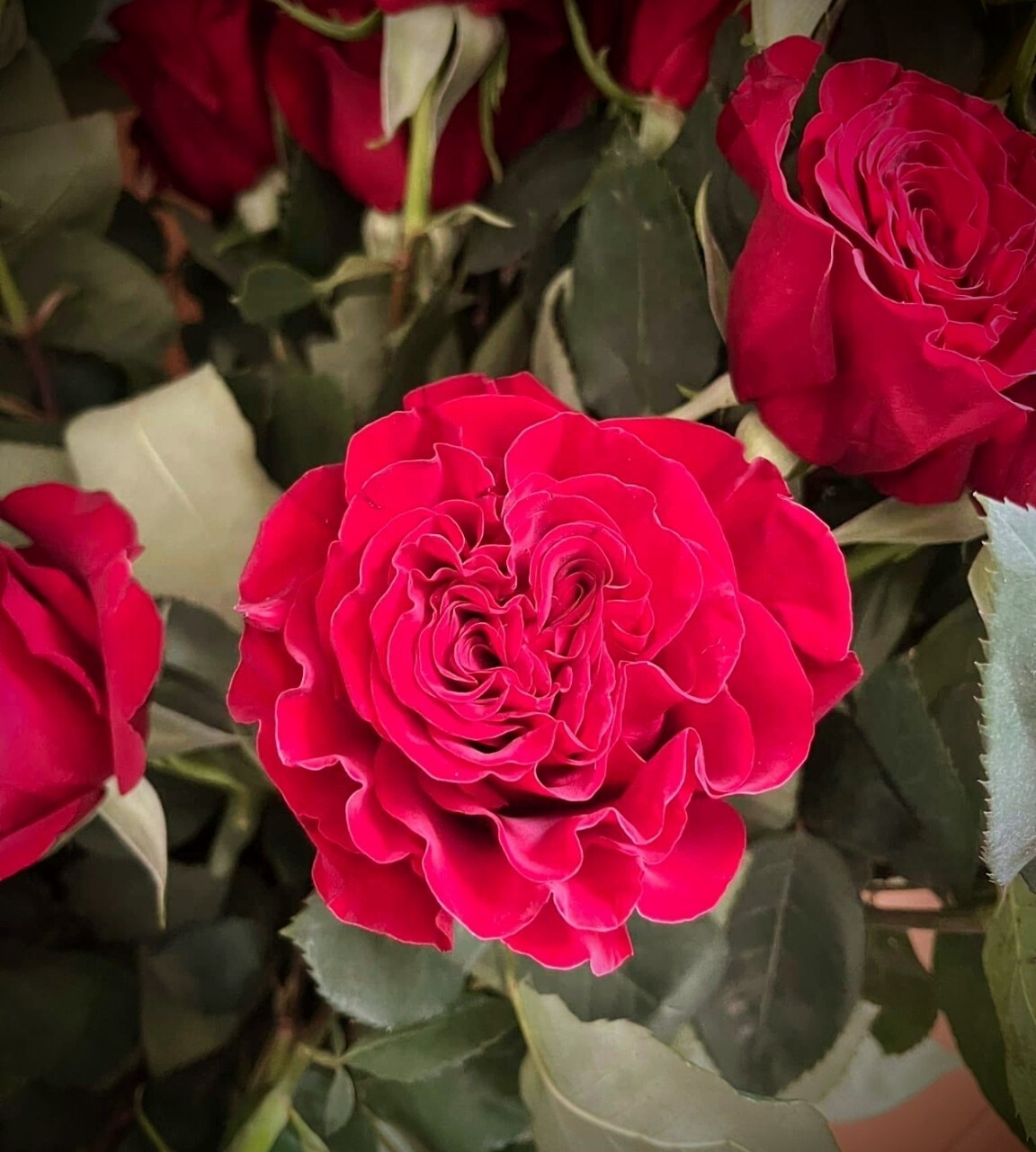1 Dozen Premium Cottage Garden Roses, Red