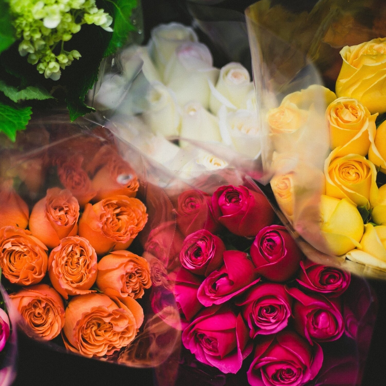 1 Dozen Roses, Your Choice of Color