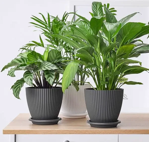 Designer’s Choice Houseplant