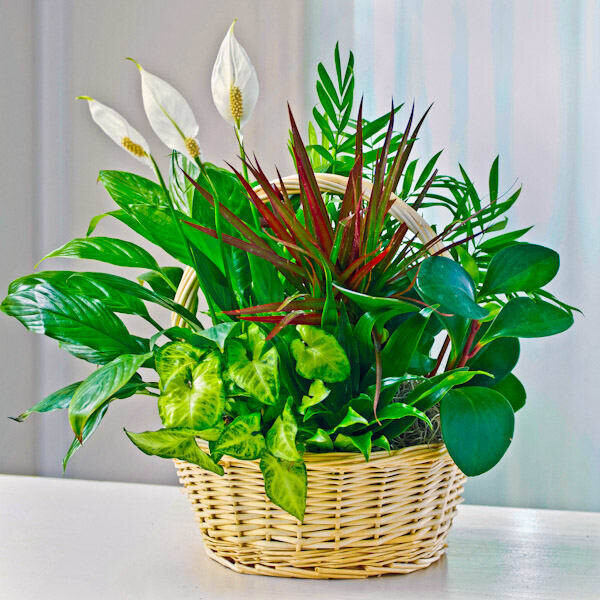 Designer’s Choice Dish Garden