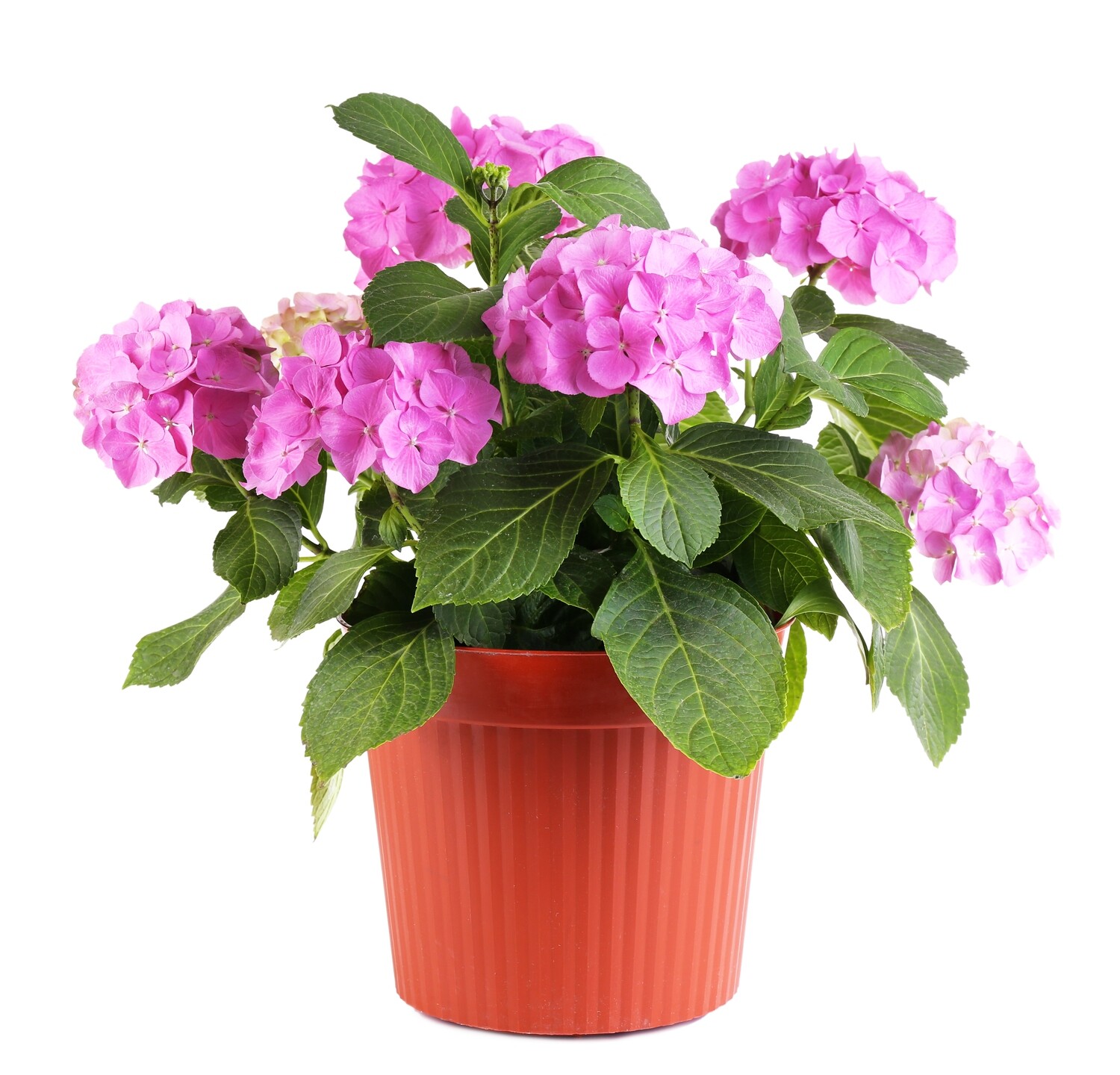Seasonal Garden Plant