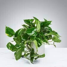 Live Plants