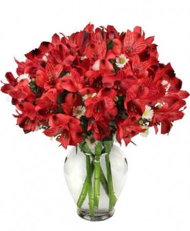 Passionate Peruvian Lillies