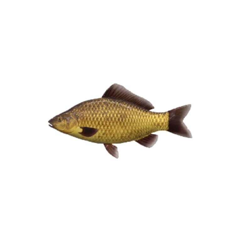 Karpio ir karoso hibridas, iki 10cm
