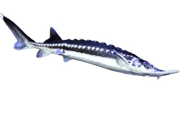Žvaigždėtasis Eršketas, iki 30 cm