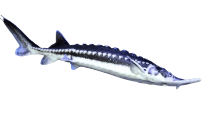 Žvaigždėtasis Eršketas, iki 30 cm