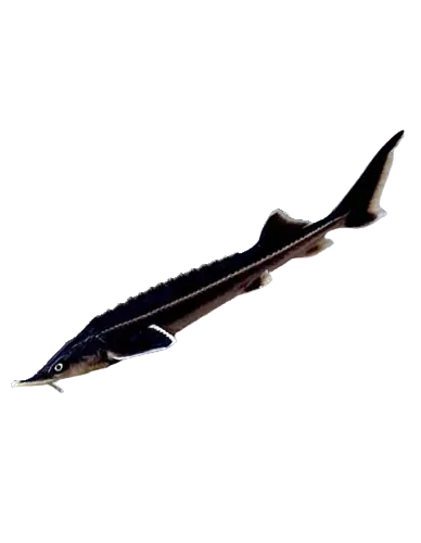 Sterlė, iki 22 cm