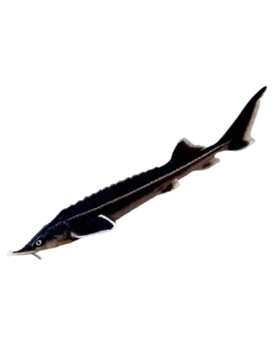 Sterlė, iki 22 cm