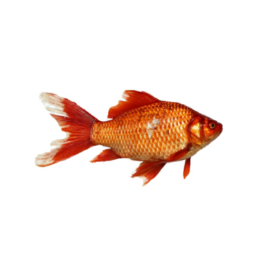 Dekoratyvinis karosas, iki 8 cm