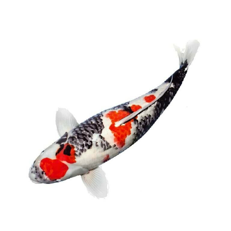 KOI karpis, iki 11 cm