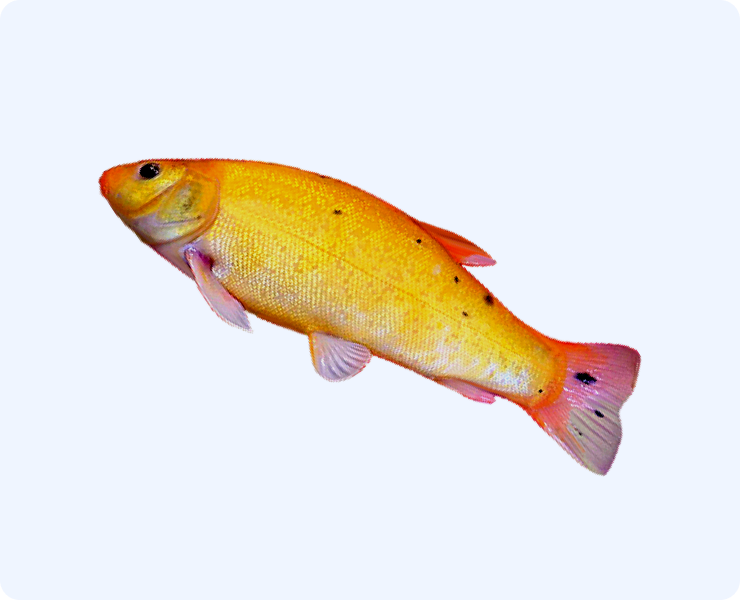 Auksinis Lynas, iki 8 cm