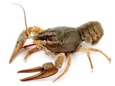 Siauražnyplis vėžys, iki 12 cm