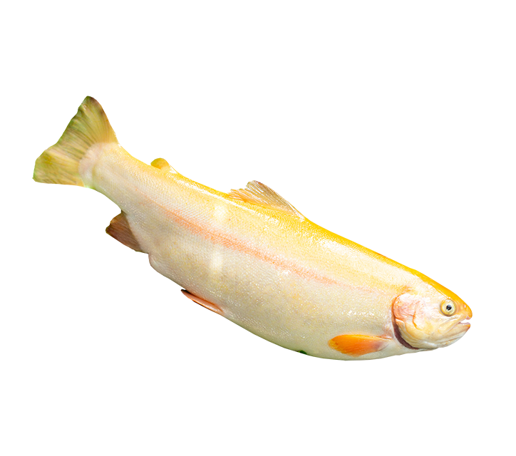 Gintarinis Upėtakis, iki 20 cm
