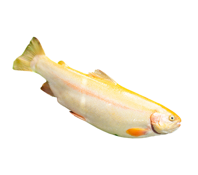 Gintarinis Upėtakis, 1,00/1,30 kg