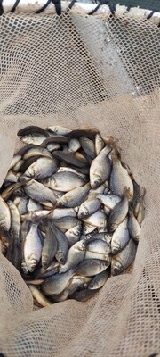 Karpis, iki 10 cm