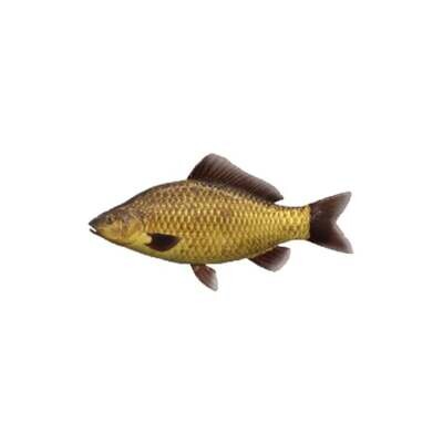 Karpio ir karoso hibridas, iki 10cm