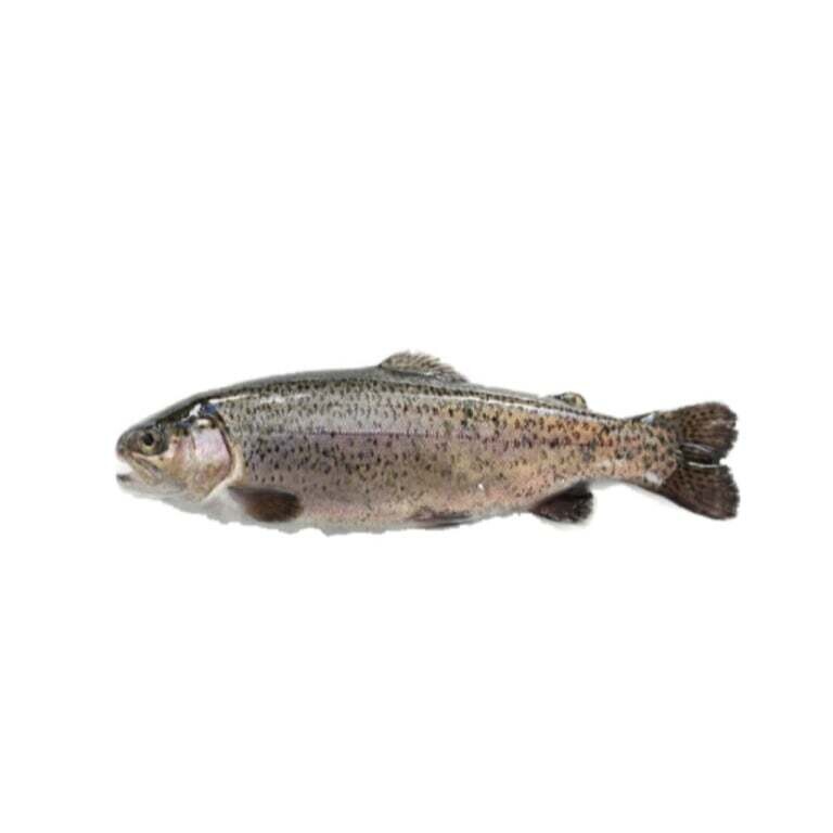 Vaivorykštinis Upėtakis, 6-9cm