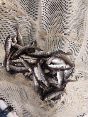 Vaivorykštinis Upėtakis, 6-9cm