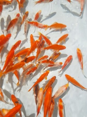 Dekoratyvinis karosas, iki 12 cm