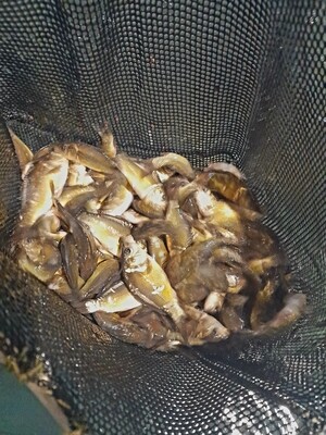Karpis, 150/300gr