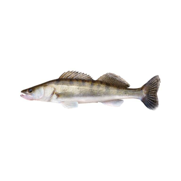 Starkis, iki 22 cm, 50/70gr