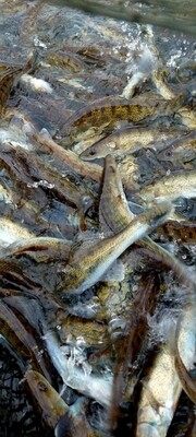 Starkis, iki 17-20 cm, 50gr