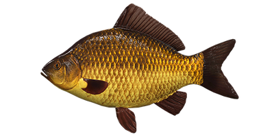 Karosas auksinis, Teirautis