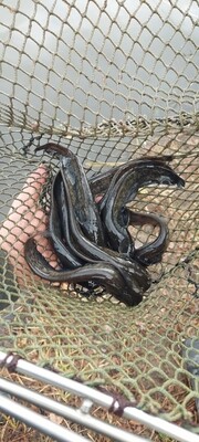 Europinis šamas,  15-18cm