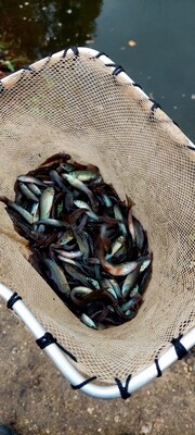 Lynas, 0,500/1,0Kg