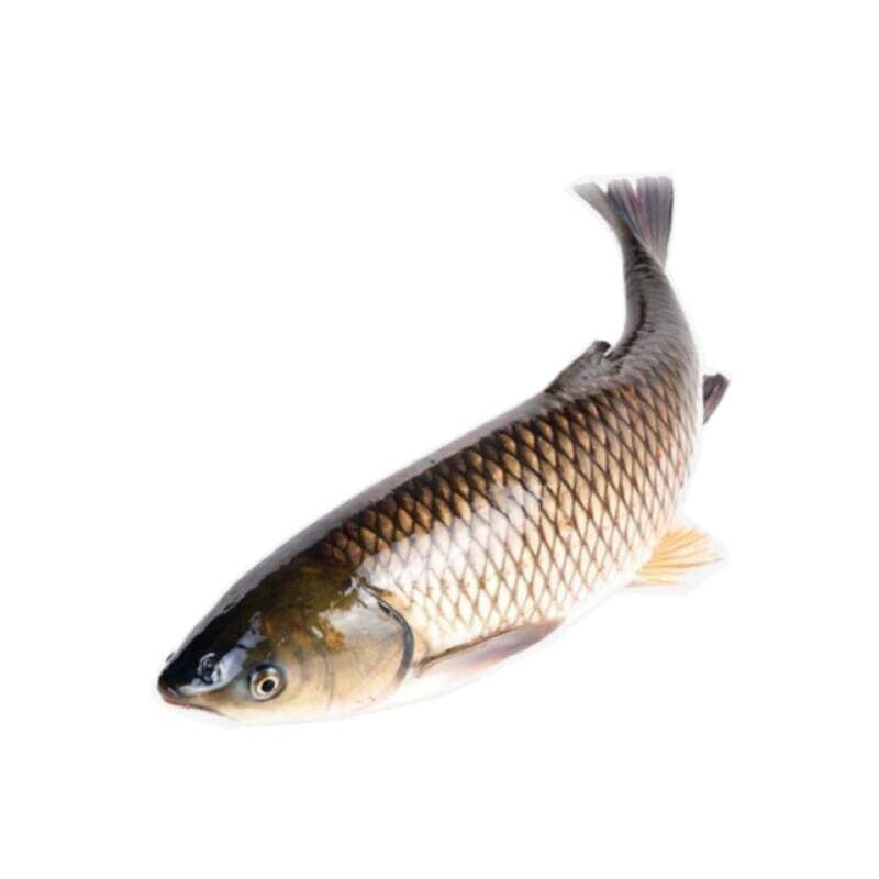 Baltasis amūras, iki 15 cm